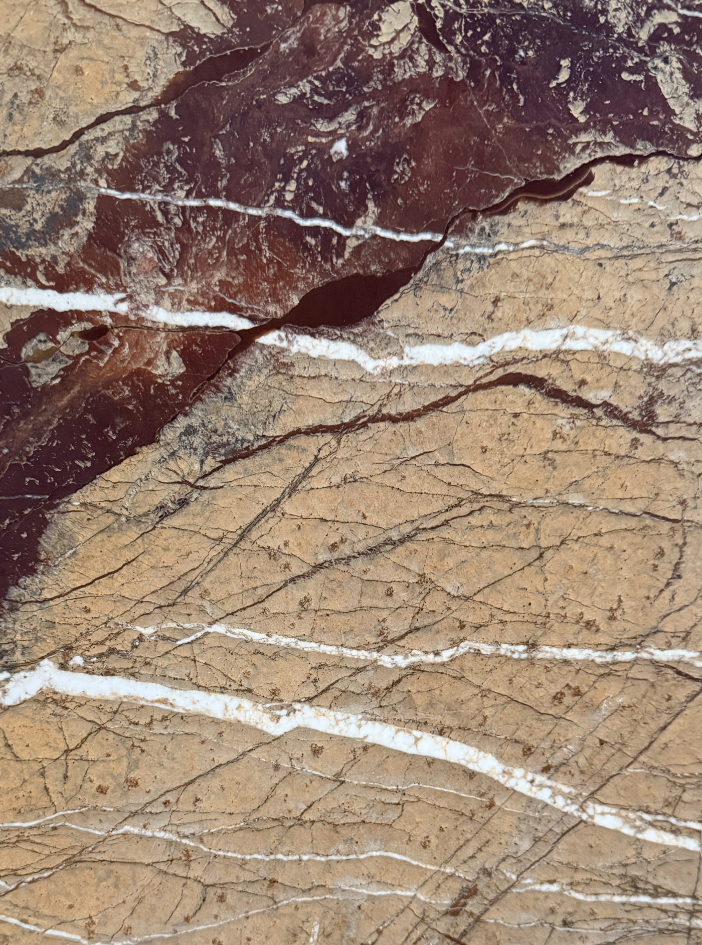 rainsforest-brown-artemarmol-colombia